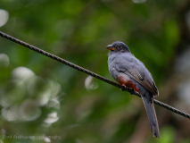 Baird\'s Trogon