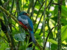 Baird\'s Trogon