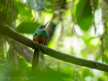 Rufous-tailed Jacamar