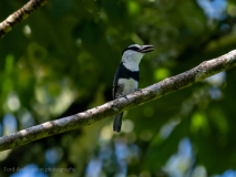 White-necked Puffbird