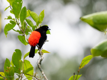 Scarlet-rumped tanager