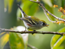 Chestnut-sided Warbler