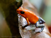 Blue jeans poison frog