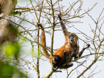 Geoffroy\'s spider monkey