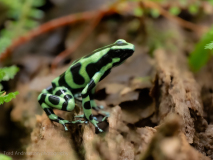 Green and black poison dart frog