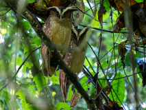 Crested Owl
