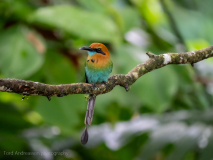Broad-billed Motmot