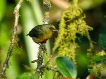 Olive-backed Euphonia