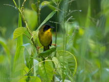 Olive-crowned Yellowthroat