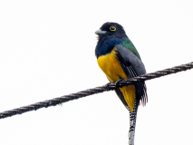 Gartered Trogon