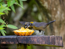 Dusky-faced Tanager