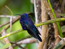 Violet Sabrewing