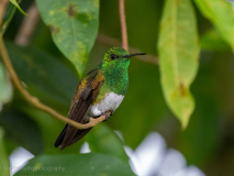 Snowy-bellied Hummingbird
