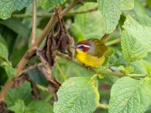 Rufous-capped Warbler