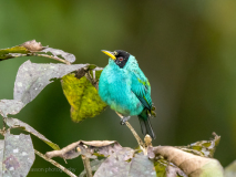 Green Honeycreeper
