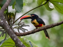 Fiery-billed Aracari