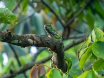Green Iguana