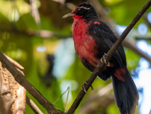 Rosy Thrush-Tanager