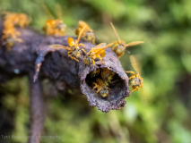 Wild bees