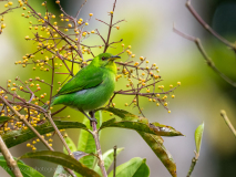 Green Honeycreeper