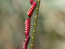 Caterpillar