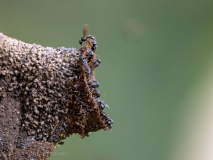 Wild bees