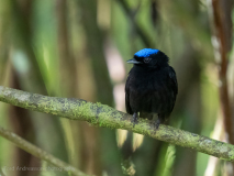 Blue-capped Manakin