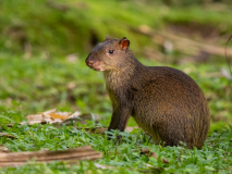 Agouti