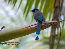 Lesson\'s motmot