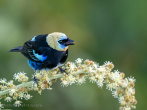 Golden-hooded Tanager