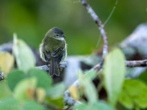 Yellow-olive Flatbill