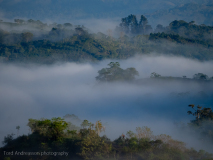 Early morning mist