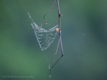 Spider web
