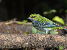 Speckled Tanager