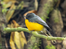Slate-throated Redstart