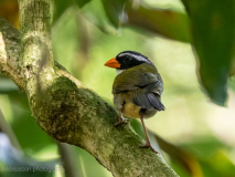 Orange-billed Sparrow