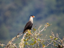 Crested Caracara