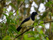 Black-chested Jay