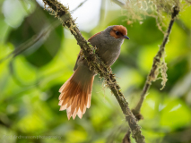 Red-faced Spinetail
