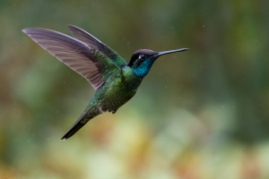 Costa Rica | Los Quetzales National Park