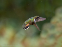 Scintillant Hummingbird