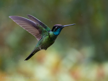 Talamanca Hummingbird