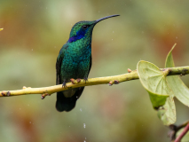 Green Violetear