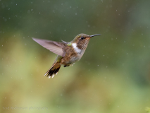 Scintillant Hummingbird