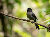 Yellow-thighed Brushfinch