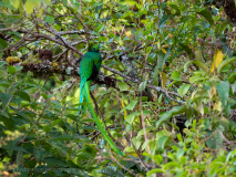 Resplendent Quetzal