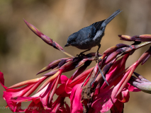 Slaty Flowerpiercer