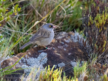 Volcano Junco