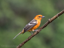 Flame-colored Tanager