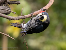 Acorn Woodpecker